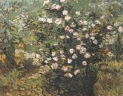 Vincent Van Gogh Rosebush in Blossom (nn04) oil